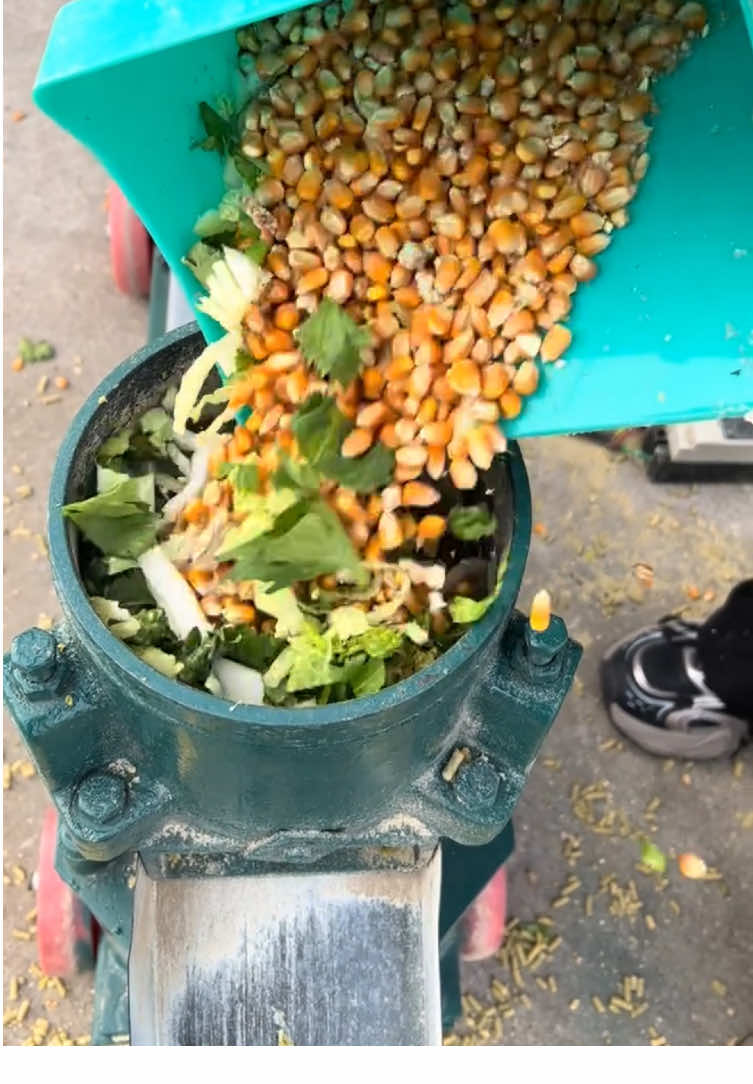 #pelletmachine #pellets #feedpelletmachine #pelletsmoker #pellet #pelletmachinefactory #cowfeeding #forage #forageharvester #OilPress 