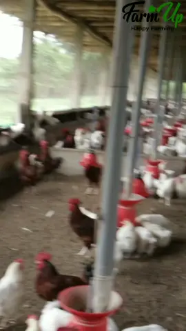 Lastly On LAYERS  Breeders  #farmupacademy  #drdaniel #farmup 