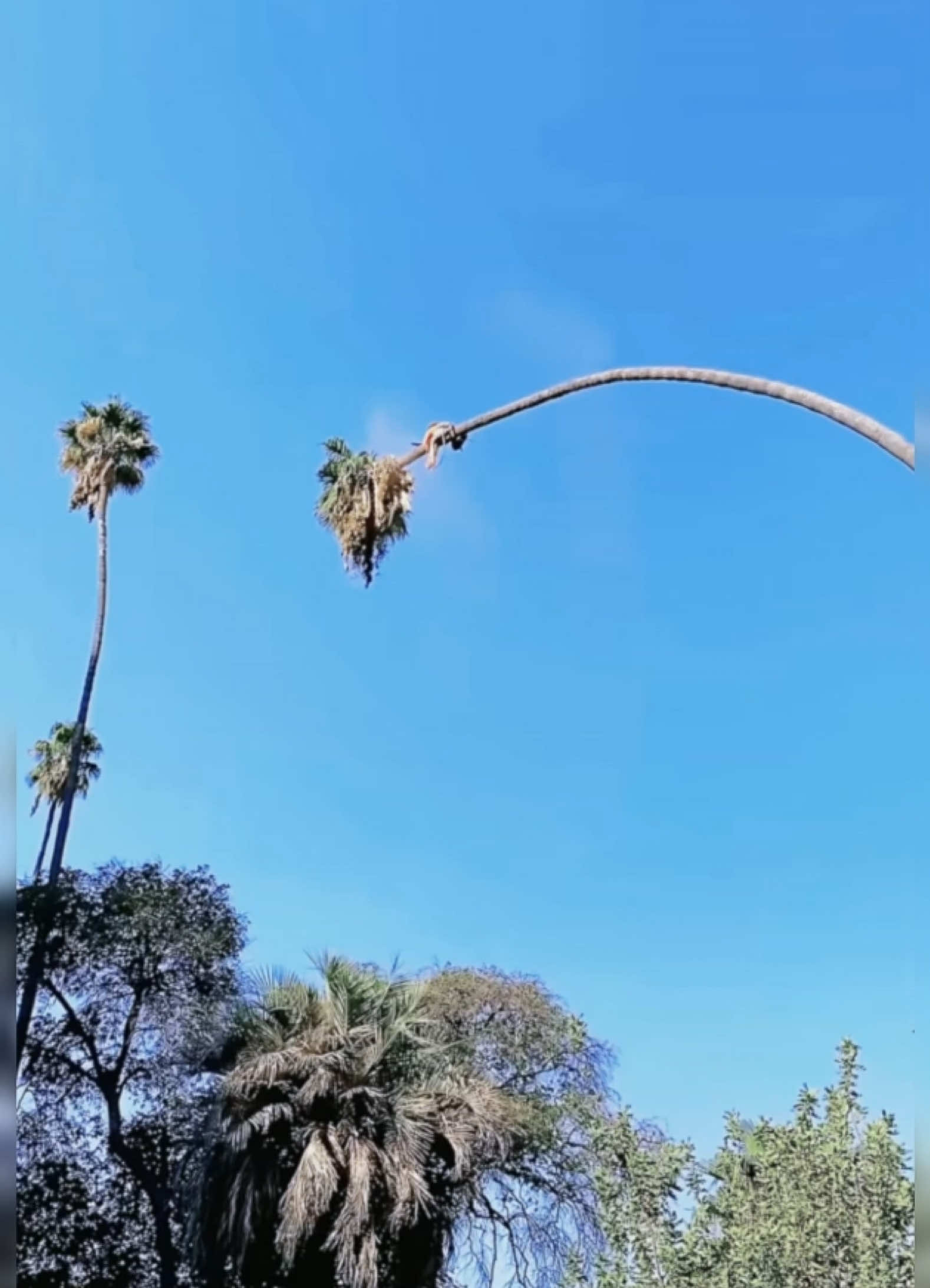 Felling of coconut trees at high altitude #teecutting #oddlysatisfying #teework #arborist #satisfying #fpyシ