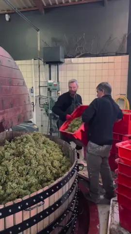 The press used here is a traditional wooden model, designed to extract the juice gently while preserving the quality of the fruit. This careful pressing process ensures that the resulting juice maintains the characteristics needed for exceptional champagne. 🎥@champagnelouisbrochet  . . . . . #thewinecrate #wine #vineyards #champagnegrower #champagne #champagneindependant  #terrior  #champagnemaker #grapepicking #wineharvest #vineyardlife #champagnelovers #grapeharvest #winemaking #champagneexperience #winetasting 