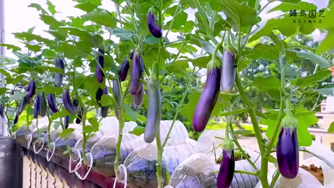 Watch how a Chinese farmer grows eggplants using empty oil barrels.After saving empty oil barrels for 10 years, they’ve finally come in handy—I’ve grown so many eggplants that I can’t eat them all! #Gardening #BalconyGardening #farmlife #Cleaning  #decluttering #amor #aesthetic #argentina #abcxyz ex#acting  #ASMR #attitude #amigos #amazing #baby #bdtiktokofficial #burhan_tv #blackpink #basketball #capcut #comedia #challenge #Couplegoals #dúo #dc #dlaciebie #explore #edit #f #fyp #funny #foryoupage #football #freefire #magiefondvert #goviral #gaming #grow #gym #greenscreenvideo #humor #hair #illu #i #kesfet #duet #LearnOnTikTok #motivation #makeup #nature #neiperte #on #pourtoi #pov #paratii #perte #paratiiiiiiiiiiiiiiiiiiiiiiiiiiiiiii #pubg #relatable #standwithkashmir #CollageStitch #tiktokviral #tranding #tik_tok #unfreezemyacount #v #video #VoiceEffects #videoviral #vairal #viral_video #xh #you #cat #catlover #catsoftiktok #Fitness  rural life in China countryside life and cooking Chinese craftsman daily life vlog Chinese culture Chinese heritage Chinese food Chinese village Chinese craft Chinese lifestyle explore China life in China farming growing handmade items handcrafted artisan products @LiXiaoAi @LiXiaoAi @LiXiaoAi farmer let him garden gardening tutorials homesteading life funny relaxing videos for you 