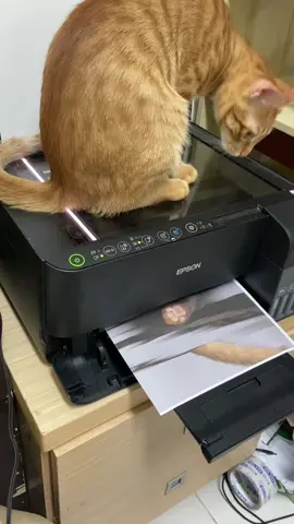 OMG  ⸻ #毛蛋蛋 #cat  #貓咪日常 #CatDaily #可愛貓咪 #CuteCat #喵星人 #MeowPlanet #吸貓日常 #CatLover #貓咪成長記錄 #KittenGrowth #貓主子 #CatBoss #貓奴日記 #CatSlaveDiary #貓咪好可愛 #SoCuteCat #今日份貓咪 #TodayWithCat #我家有貓 #MyCatHome #小貓咪日記 #KittenDiary #貓咪日常分享 #CatLifeSharing #貓咪日常vlog #CatVlog #萌寵日常 #CutePetDaily #貓咪日常日記 #DailyCatDiary #養貓日常 #LifeWithCats #貓咪日常觀察 #CatObservation #貓咪日常影片 #CatDailyVideo #喵喵日常 #MeowDaily #橘貓日常 #OrangeCatLife #鏟屎官日常 #CatOwnerLife #搞笑貓咪 #FunnyCat #療癒系貓咪 #HealingCat #貓咪日常成長 #CatGrowth #貓咪日常生活 #CatRoutine #貓咪可愛瞬間 #CuteCatMoment #早安貓咪 #GoodMorningCat #晚安貓咪 #GoodNightCat #與貓的日常 #LifeWithMyCat #貓咪撒嬌時刻 #ClingyCatMoment