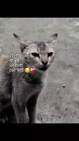 :হইলাম ভদ্র মানুষ ভাবলো ভো