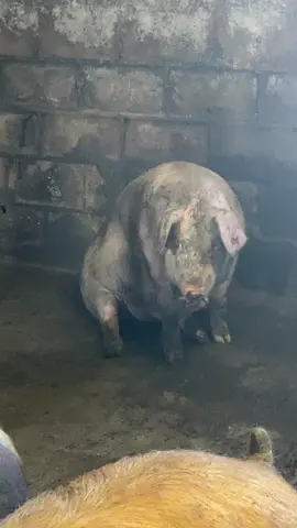 #продвижения #монитизация #тикток #fyp 