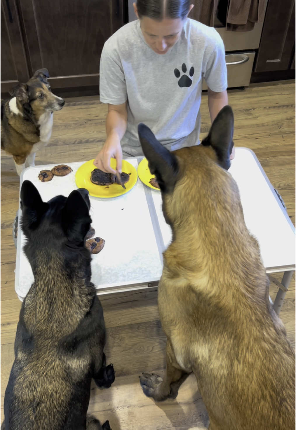 Dogs Help Me Try A New Dog Treat Recipe #doglover #dogmom #belgianmalinois #dogfun #dogtreats #doghelp 