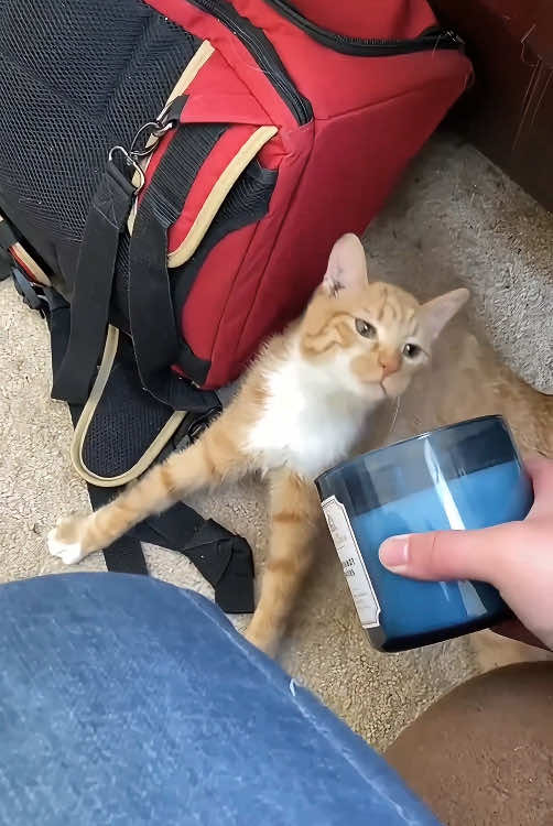 The cat that has been offended by the smell#pet #animals #fouyou #funnyvideos #funnypets #usa🇺🇸 