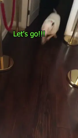 Dog down the stairs.#dog #dogsoftiktok #tiktok #usa🇺🇸 #funnyvideos #funnydog #fyp #cute #dogs #pet #animals 