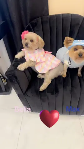 #dog#animal#cutebaby#of#tiktok#yorkieoftiktok#fypシ 