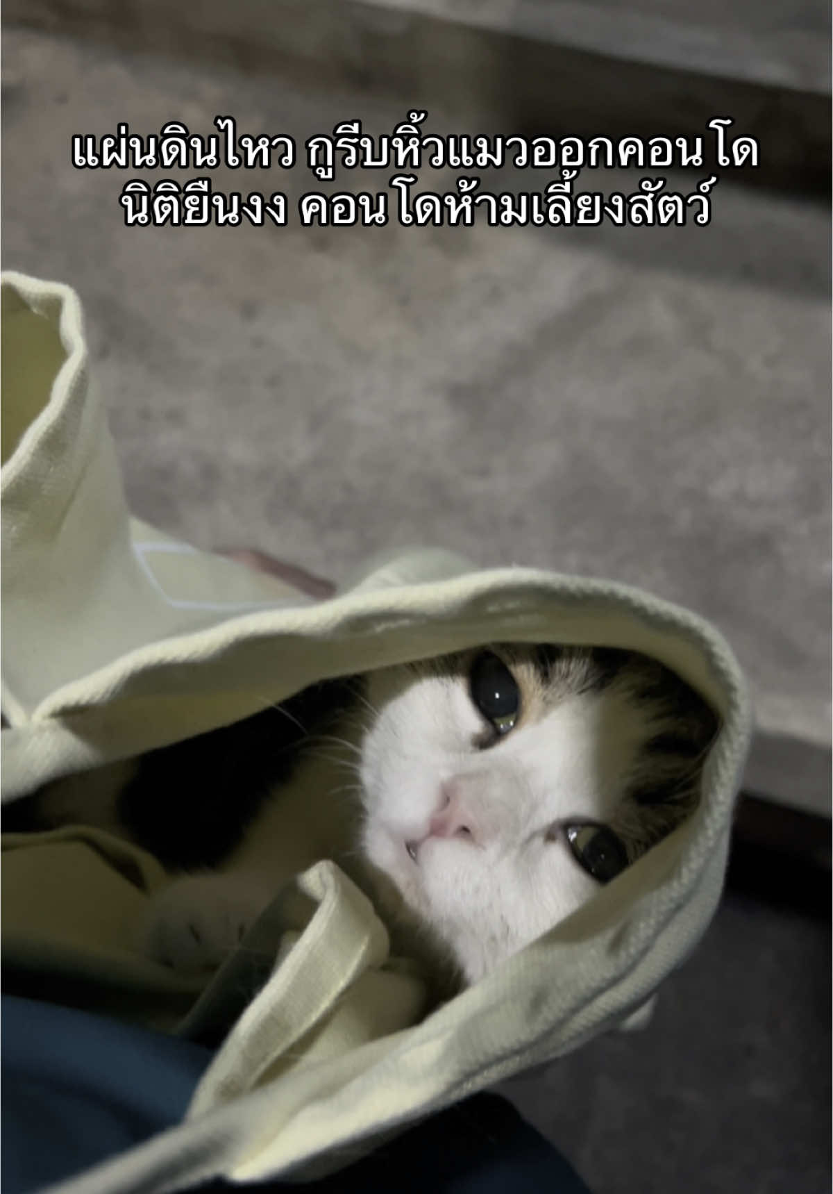 แก๊งหิ้วแมววิ่งรายงานตัวฮับ  #fyp #foryou #fypシ゚ #foryoupage #เทรนด์วันนี้ #แผ่นดินไหว #กรุงเทพมหานคร 