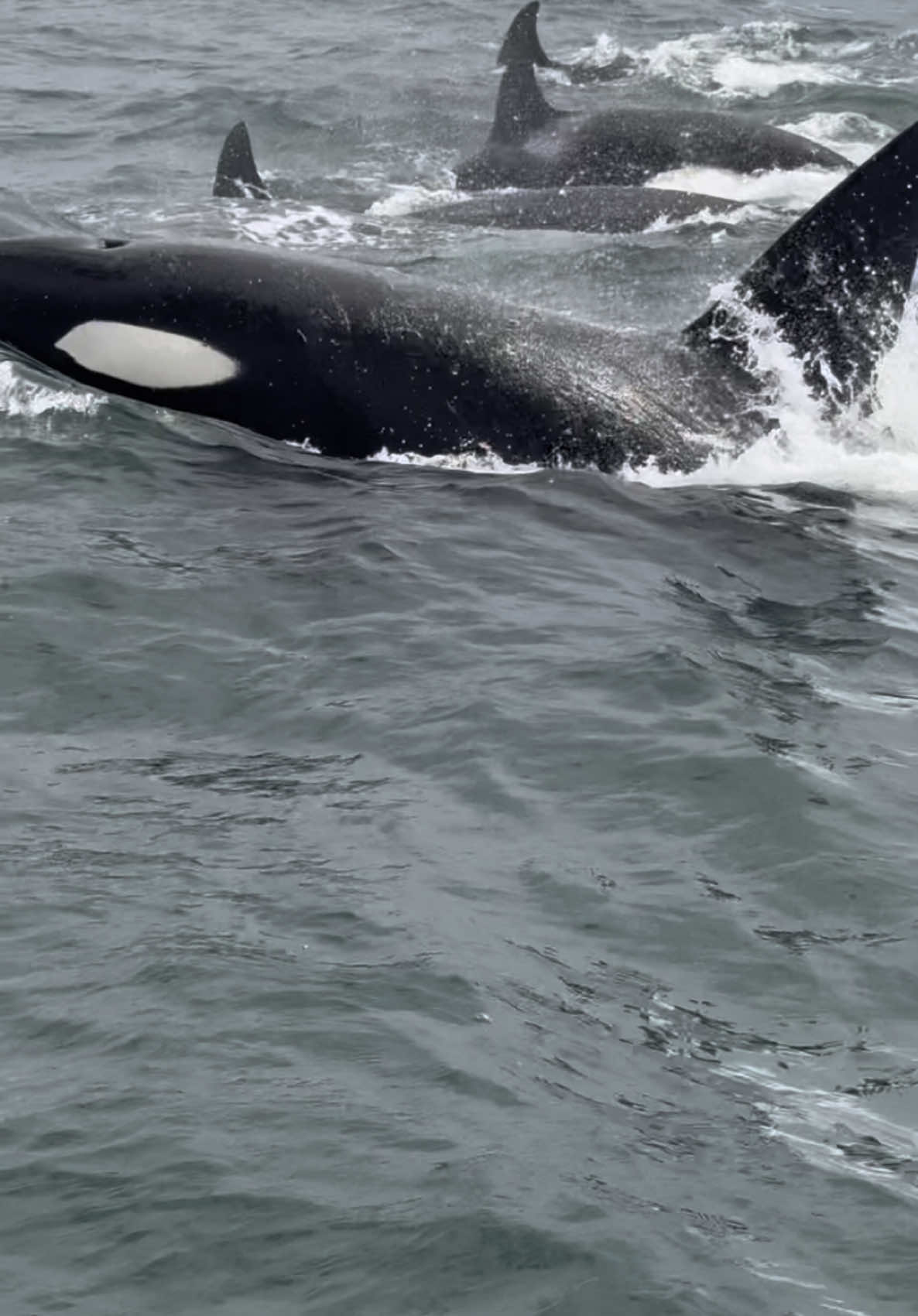 Yesterday’s encounter still has us in awe. A skilled pod of Orcas, identified as CA200s by whale researchers, was observed snacking on several sea lions near the harbor and even harassing a humpback whale, which responded with tail slaps. Interestingly, humpback whales are known to feed with sea lions in the Monterey peninsula cooperatively, and they seem to show signs of agitation when sea lions are hunted. In fact, we’ve witnessed humpbacks attempting to save sea lions from Orcas by placing them on their backs before. Notably, there were 8 Orcas total yesterday, the CA200s pod was with 3 additional individuals from the CA49Cs pod. 🐋 Save your seat for Orca season now!  #orcas #fun #good #hunters #photo #video #amazing #news #wildlife 