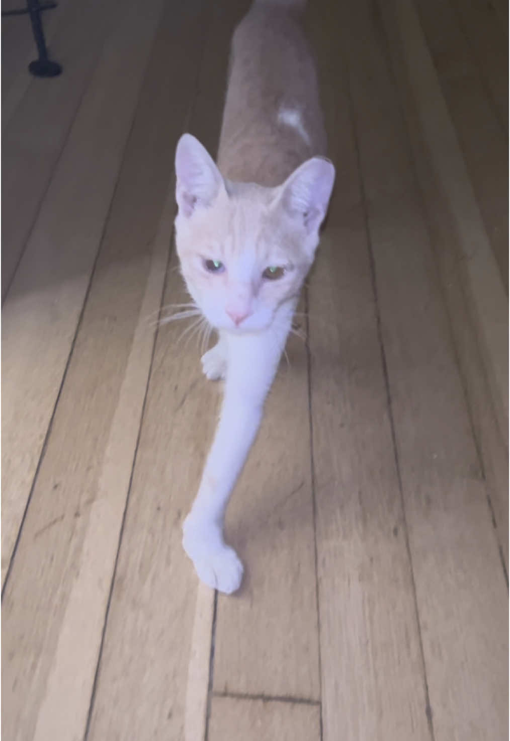 Prima ballerina 🩰 #cattok #cats#kittycat #adoptedcat 