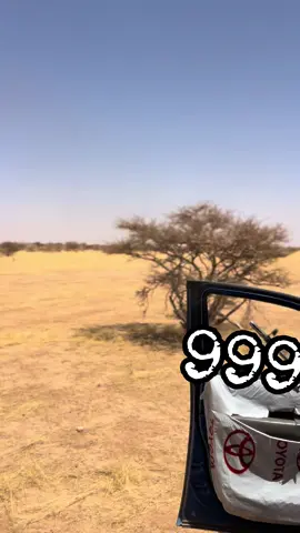 #كبابيش عز