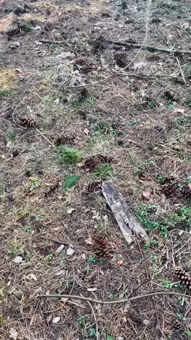 #hundevideos #dog #dogvideos #hunde #dogsoftiktok 