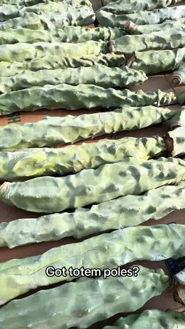 Totem pole cactus cuttings 🌵 #cactus #totempole #garden #gardening #homestead #homedecor #desert #landscape #droughttolerant #desierto #plantas #jardin #SmallBusiness #nature #succulents #suculentas 