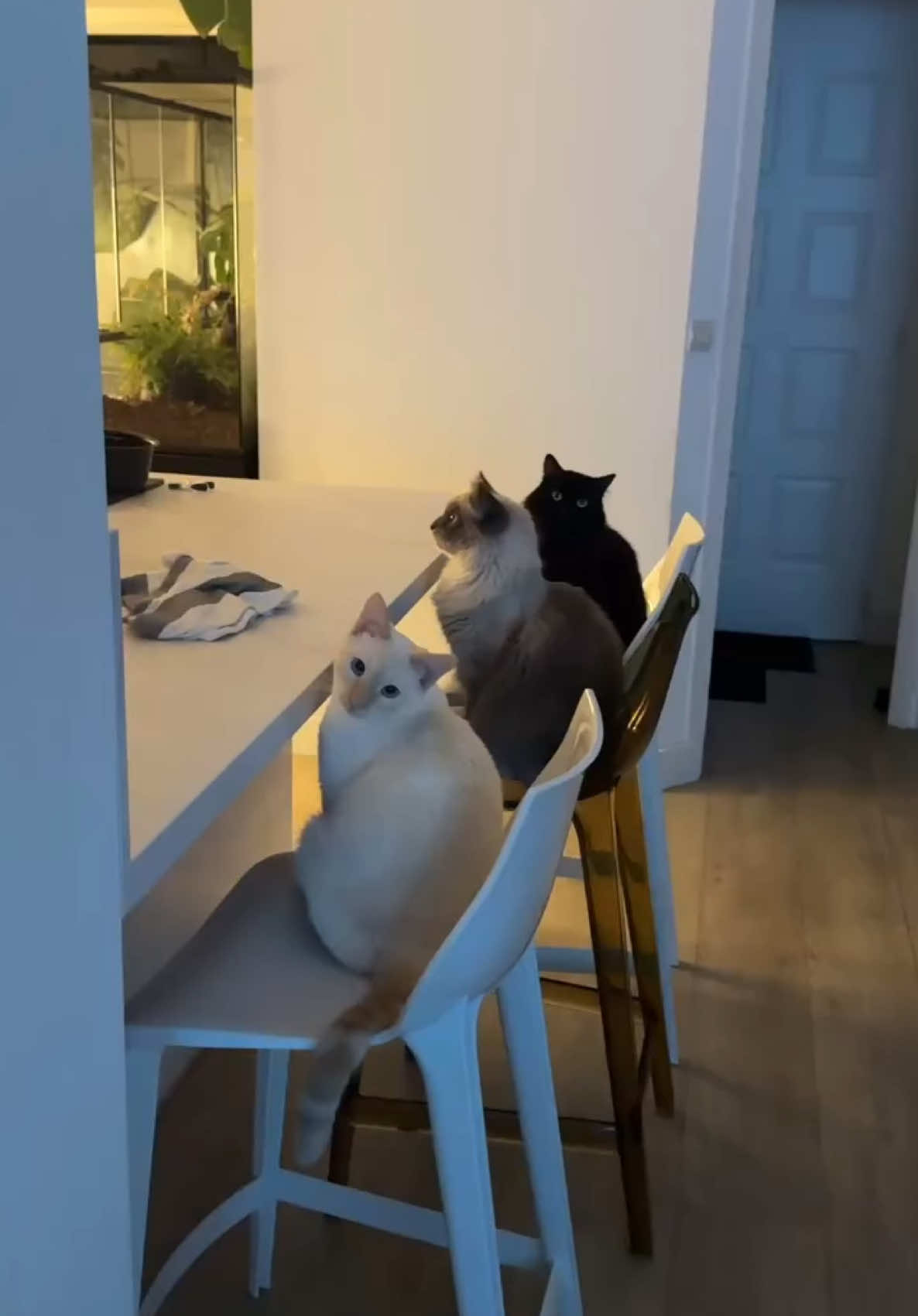Dégustation de ma petite purée maison 🤣 #cats #athome #cook #mom #cooking #funnycats #yuki #mew #salem #cat #birman #european #siamesecat #sacredebirmanie #blackcat #catsoftiktok 