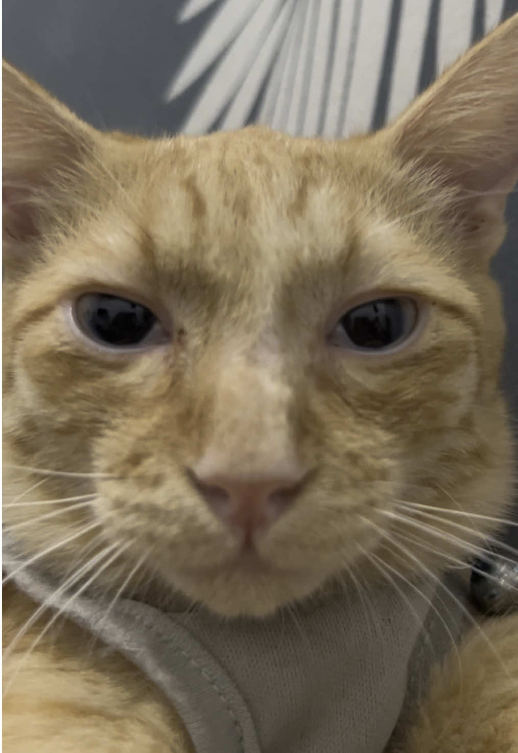 Hindeee, good boy yan eh. 🤗 #catsoftiktok #catlover 