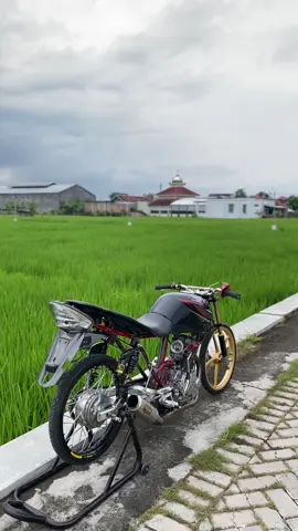 #tigergank #tigerherex 