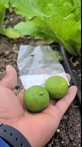 Quick soil pH test using kitchen ingredients! #GardeningTips #SoilPH #DIYSoilTest #AcidOrAlkaline #GardeningHacks #BakingSodaTest #LemonTest #HomeGardening #SoilScience #PlantCare #GardenDIY