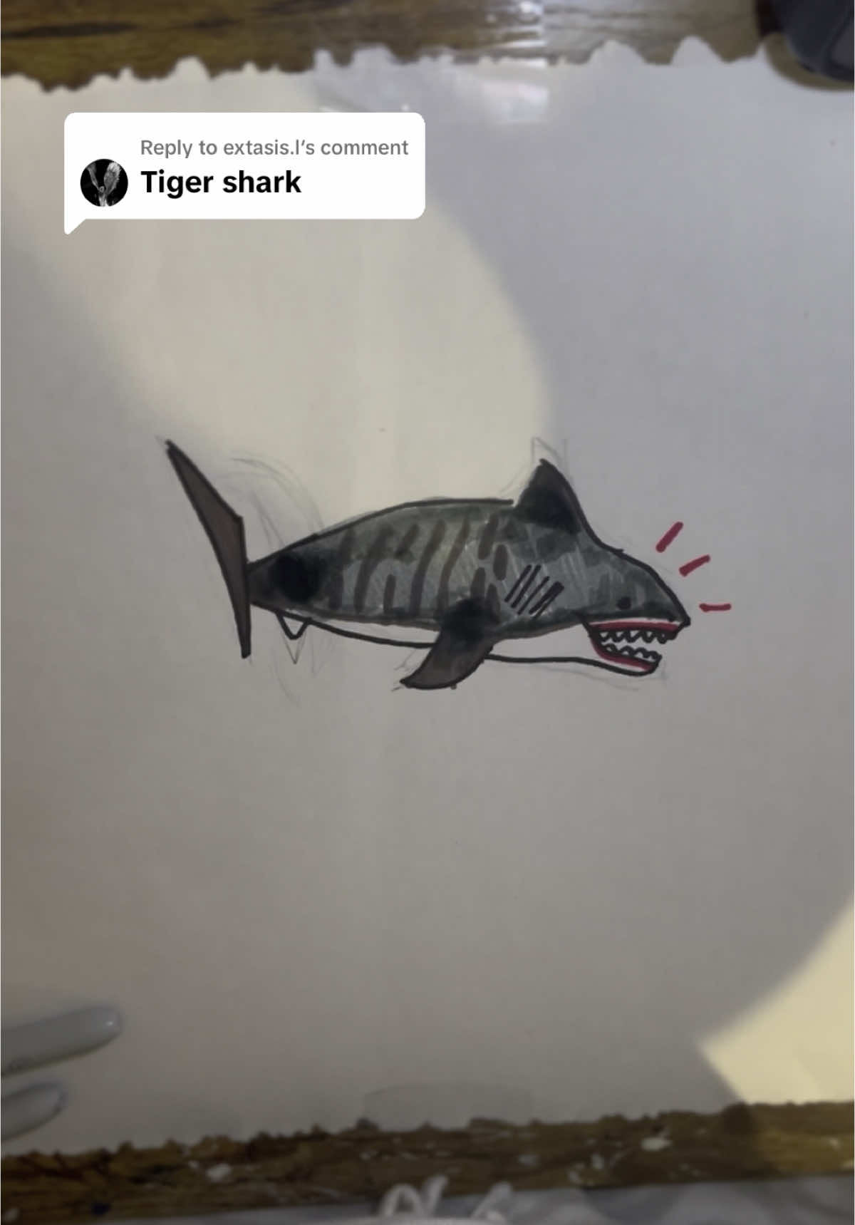 Replying to @extasis.l Tiger Shark #fyp 