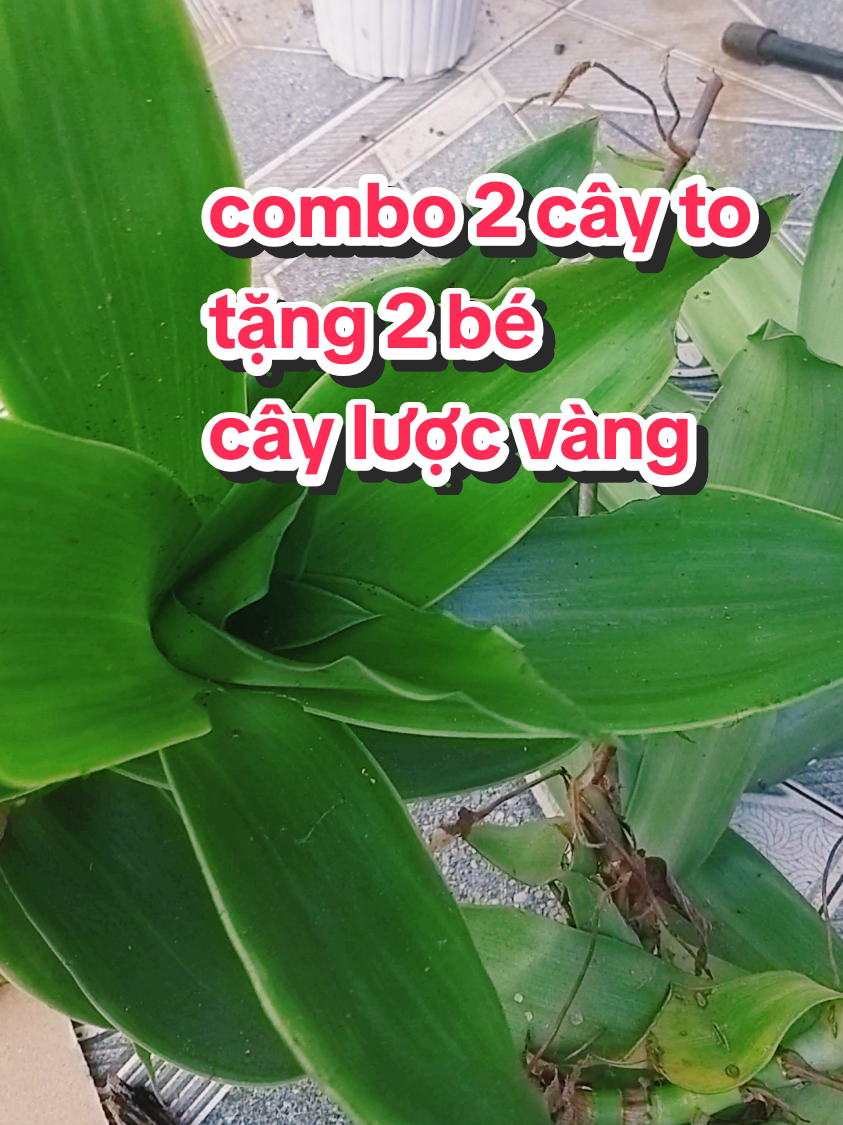 combo 2 cây lượng to bự. tặng 2 mầm bé. rẻ như cho. nhanh tay m chọn mua. cây lược vàng rất nhiều công dụng dùng cho gia đình. làm cảnh cũng đẹp. không cần chăm sóc gì cả. trồng nó tự nhảy con ra, tự lớn ạ. #dcgr 