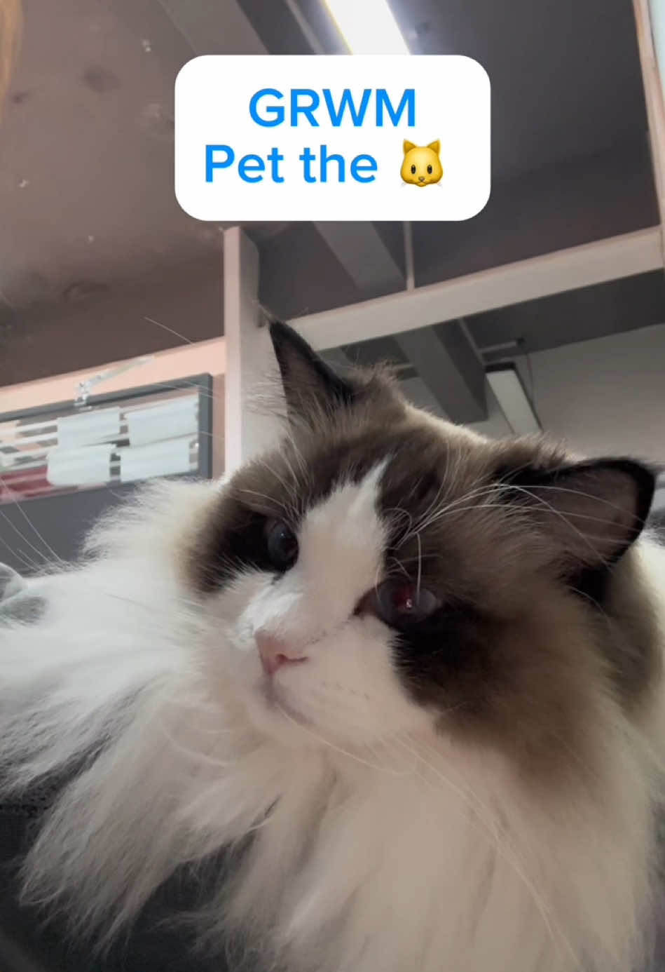 She love it! Hhhhh #grwm #cat #cutecat #catlover #meow #petlover#petlovertten #catlife #cathammock#cathammock #cattok #catsoftiktok 