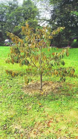 Cây khỏe – Đất tốt – Năng suất cao! Sử dụng ngay hôm nay để thấy sự khác biệt #phanbodasshuz1000 #nongsan #nongnghiep #dassh #phanbon