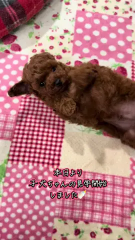 #トイプードル #ブリーダー #タイニープードル #子犬 #ブリーダー #産まれてきてくれてありがとうを全ての愛犬へ 