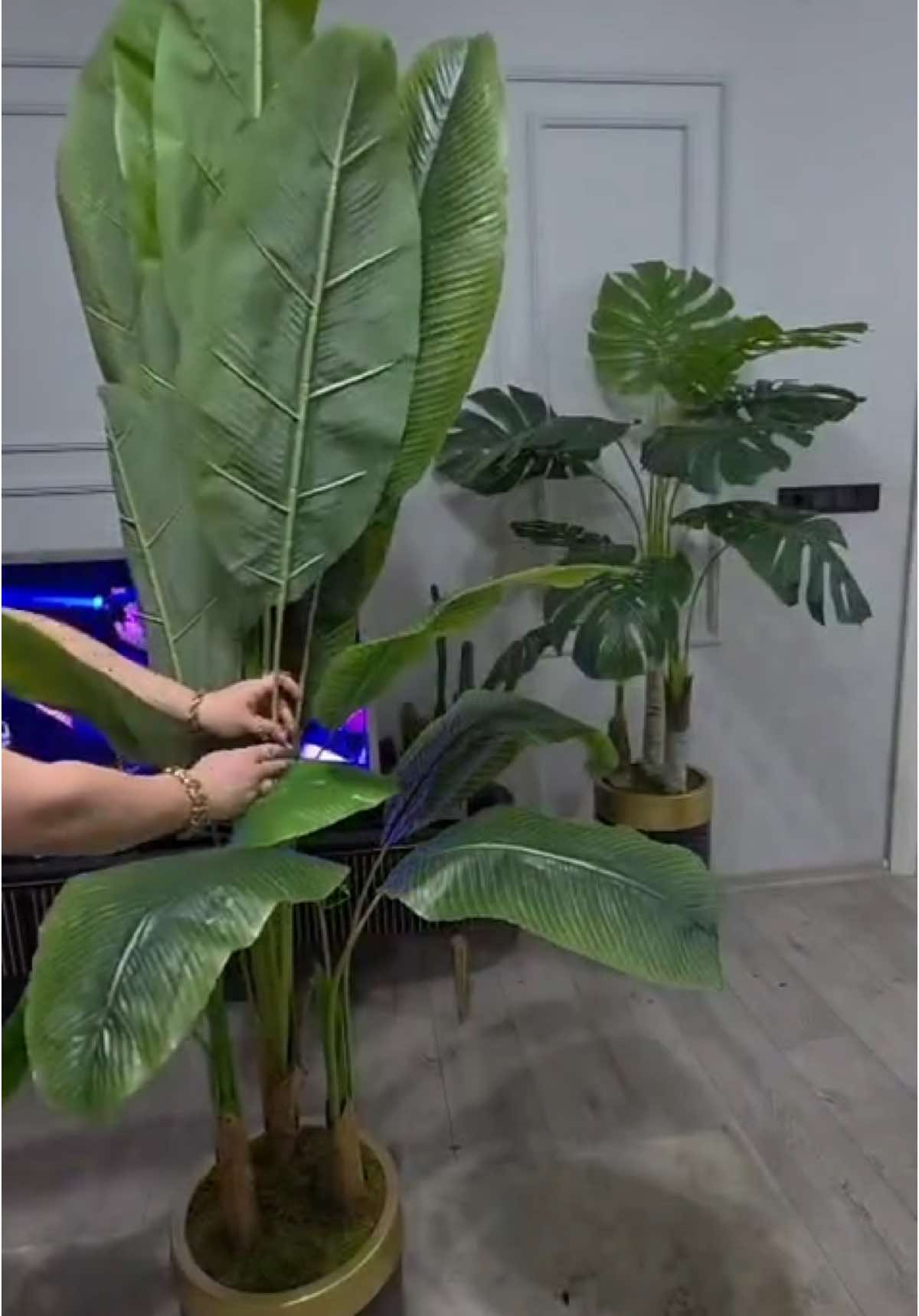 INSTAGRAM SAYFAMIZDA TÜM AĞAÇLARIN FİYATLARI AÇIKLAMA KISMINDA YAZAR  SAYFAMIZIN ADI cicekhomedekor #keşfet #viral #yapayağaç #salonbitkisi #rüyaağacı #muzağacı #baharağacı #starliçe #salonçiçeği 