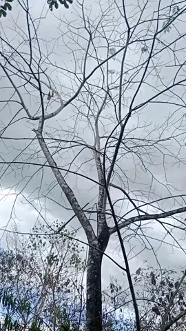 3days kita mo na effect  #chemicalkiller #treekiller 