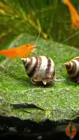 Pianoschnecke / Piano Schnecke | Pinselalgenschnecke | Taia naticoides - Frisst Pinselalgen - Färbung = bräunlich mit schwarzen Streifen - Wasserhärte= mittel bis hart - Verhalten = sehr friedlich - Zucht = einfach Die Pianoschnecke, auch Piano Schnecke genannt, ist für ihre guten Dienste als Pinselalgenfresser / Rotalgenfresser im Aquarium geschätzt. Als Filtrierer lieben diese eine leichte Strömung im Aquarium und filtern den ganzen Tag Mikroorganismen und Staubfutter, wie zum Beispiel mein Pure&Basic Powder aus dem Wasser. Auch Aufwuchs und Algenbeläge werden von ihr gerne abgeweidet.  Als filtrierende Schneckenart ist sie ein optimaler Besatz für ein Aquarium mit zum Beispiel Muscheln oder Fächergarnelen. In einem Gesellschaftsbecken kann die Piano-Schnecke auch mit anderen Schnecken, Garnelen / Zwerggarnelen, Zwergflusskrebsen, Fächergarnelen und weiteren friedlichen Bewohnern vergesellschaftet werden. Auch eine Haltung mit friedlichen Fischen ist möglich. Achtung: Eine Vergesellschaftung mit Raubschnecken, schneckenfressenden Schmerlen oder Kugelfischen ist nicht zu empfehlen. Die Hauptnahrung der Pianoschnecke besteht aus Algen wie z.B. Pinselalgen / Rotalgen, Algenaufwuchs und Biofilmen. Im Schneckenaquarium sollte immer grünes / braunes Laub und Wildkräuter vorhanden sein. Dies eignet sich wunderbar als Versteck und die sich dort bildenden Mikroorganismen dienen als zusätzliche Nahrungsquelle. Darüber hinaus werden die Wasserwerte positiv beeinflusst. Auch Wurzeln sind zusätzlich als Versteck und als weitere Oberfläche zum Abweiden sehr beliebt. --- Bewohner in meiner Aquarium Zuchtanlage: Zwerggarnelen / Garnelen, Wasserschnecken / Schnecken, Krebse, Krabben.. 🦐🌿 Aqua Birne Shop: Aqua - Birne . de 🐌🦞 ▶️ Folge mir gerne für mehr! Aquaristische Grüße Daniel Birnbaum, die Aqua Birne 🍐🤠👍 . . . #Aquarium #garnelenaquarium #garnelenbecken #neocaridina #caridina #wasserschnecken #fische #garnelenzucht #zwerggarnelen #aquaristik #aquariumschnecken 