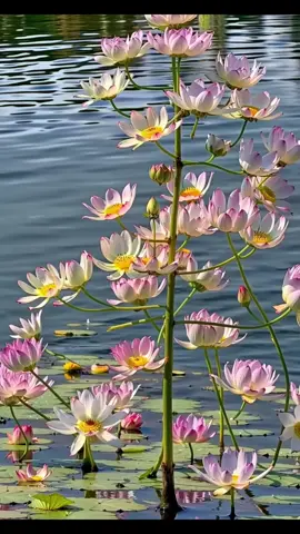 #creatorsearchinsights . Beautiful world videos #beatifulworld #beautifulnature #livewallpaper #relaxingvideos #breathtakingnatureviews #wildnature #wildanimals 