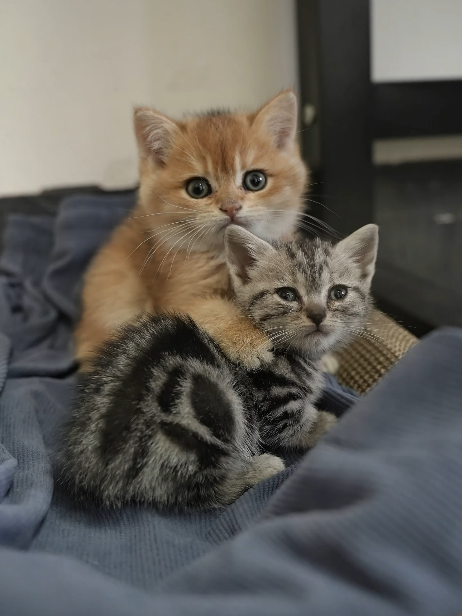 The 2 kittens hugged each other the first time they met#cat