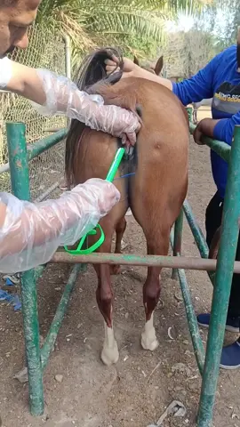 توحيد الشبق بالافراس العربية الاصيلة بأستخدام ال CIDR وذلك بوضعه في مهبل الفرس لمدة ١٢-١٤ يوم ومن ثم يتم الفحص بجهاز الوجات فوق الصوتية بعد يومان من ازالة ال CIDR وعندما يصل حجم الجريبة الى اكثر من ٤ سم يت تلقيحها من قبل الحصان طبيعيا وبعد ذلك يتم اعطاء هرمون الhCG بجرعة ٢٥٠٠ وحدة دولية ليحدث اباضة وبذلك تكون نسبة الحمل عالية جداً ان شاء الله 