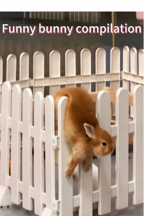 #funnyvideos #funnytiktok #fyp #animals #usa 