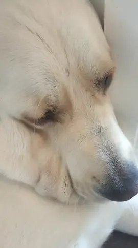 He’s a lazy boy #goldenretrieverpuppy #goldenretriever #fyp #dogtok #animalsoftiktok 