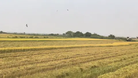 #អត់មានដីធំច្រូតដូចគេទេមេៗ🌾❤️😁#ទឹកដីអង្គរបុរីមេៗ🌾❤️ #ក្រុមម៉ាសុីនច្រូតស្រូវស្រុកព្រៃកប្បាស🌾🇰🇭 #តាកុងអត់ល្បី😹💖🇰🇭 