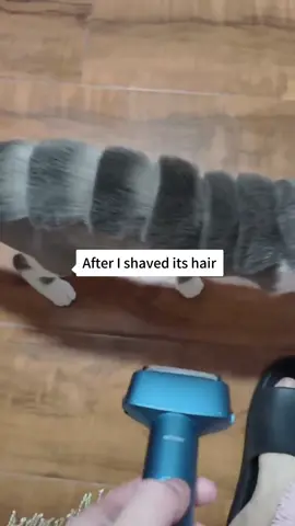 Cat after shaving#cat #funnycat #funny #funnyvideo #funnyvideos #funnytiktok #foryour #catsoftiktok #tiktokcats #foryou #tiktok #tiktokcats #funnycats 