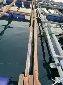 Anh thương em phải để em đi….