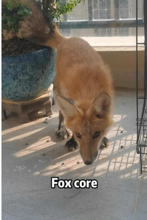 Foxes are the cutestanimals🦊#fox #foryoupage #foxes #foxesoftiktok #funnyvideo #funnyanimals #fyp #fypシ