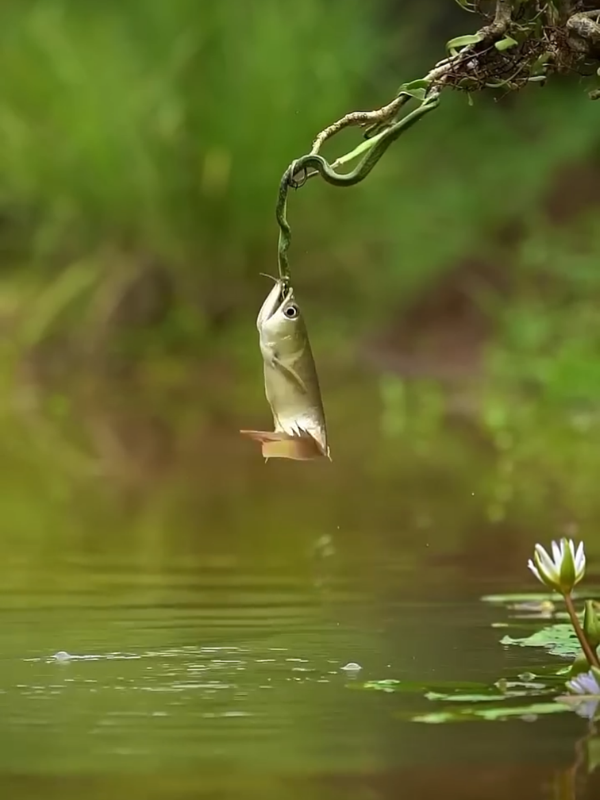 #newtiktokersupporters #fyp #foryourpage #ugandatiktok🇺🇬 #kampala_tiktokers #foryoupage #viral #ugandatiktokers #fypシ゚ #tiktok #following #viraltiktok #goviral #follow #trending #foryou 