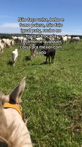 #pravoce #gadodecorte #countrylife #fazenda #pecuaria #pecuarista #agropecuaria #nelore #viral_video 