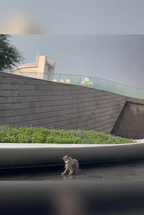The cat on a rainy day#pet #animals #fouyou #funnyvideos #funnypets #usa🇺🇸 