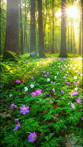 #foryou #nature #travelinnature #flowers #beautiful #relaxation #foryoupage #fyp #fypシ 
