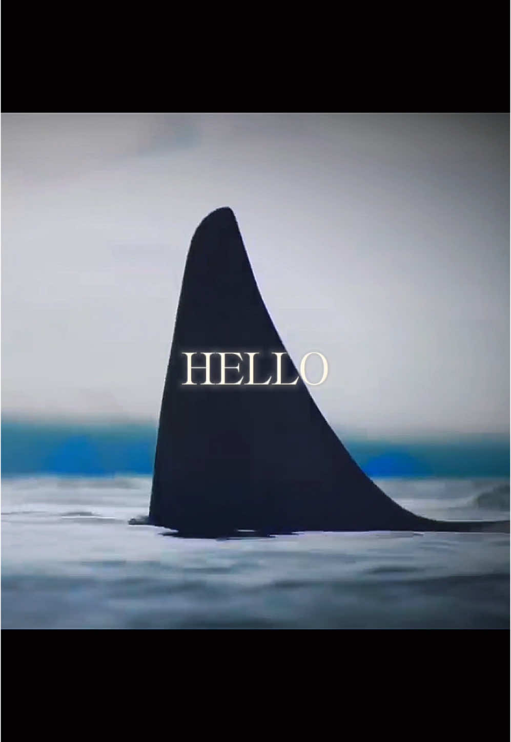 I don't want to say that orcas are devils, but orcas are devils, at least to their prey. They're harmless to humans. But if I were a seal, I'd die of fear… #orca #killerwhale #orcawhale #💀 #cold #animal #edit #pleasegoviral #plsblowthisup #edit 