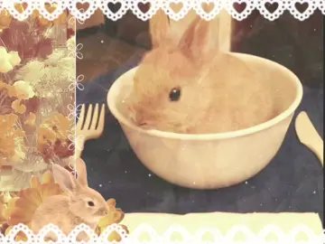 #rabbit #rabbits #silly #moodboard #edit #comfort #яблікі 
