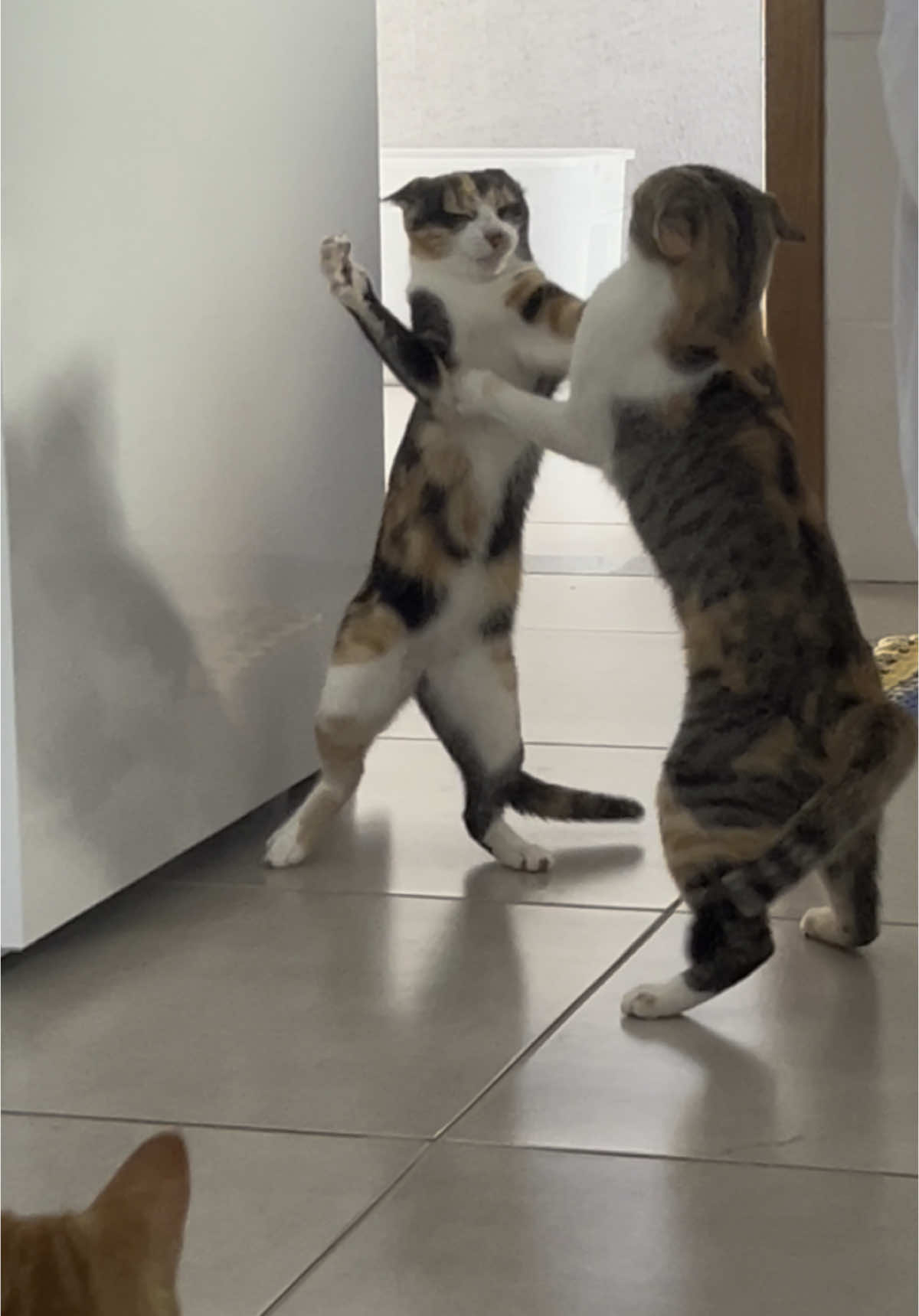 Do nada 🤣🤣 . . . . #arreiaarreia #gatosbrigando #memeanimal #catfight #vídeoengraçado #gatíneos #catcomedy #tôpassandoémal #arreiatio #foryou #foryoupage #fyp #viral #tiktokbrasil #trend #humor #comédia #meme #desafio #PetsOfTikTok #gatosfofos #gatos #gatinhos #tretafelina #catvideo #funnycats #catsoftiktok #meow #instacat #víralizou #momentocômico #riréovício #vídeodegato #trendbrasil #conteúdobom #catsdaily #catsofinstagram #catfunny #catsgram #momentovirall #videosquedãoalegria #felinostiktok #gatosmalucos #catsfightclub #dramagato #comédiafelina #brigadealmofada #catentertainment #catlife 