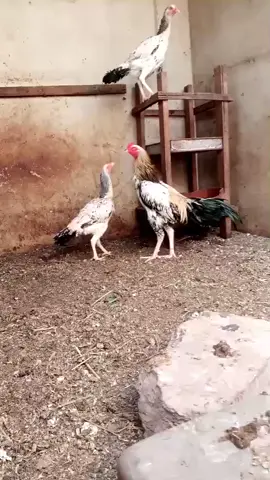 #plz #Tik #tok #my #video #viral #4u @🖤ٹائیگر بابا🖤 @AGHA habib jan @میرجاوید مگسی بلوچ @AK.yousafzai7080 