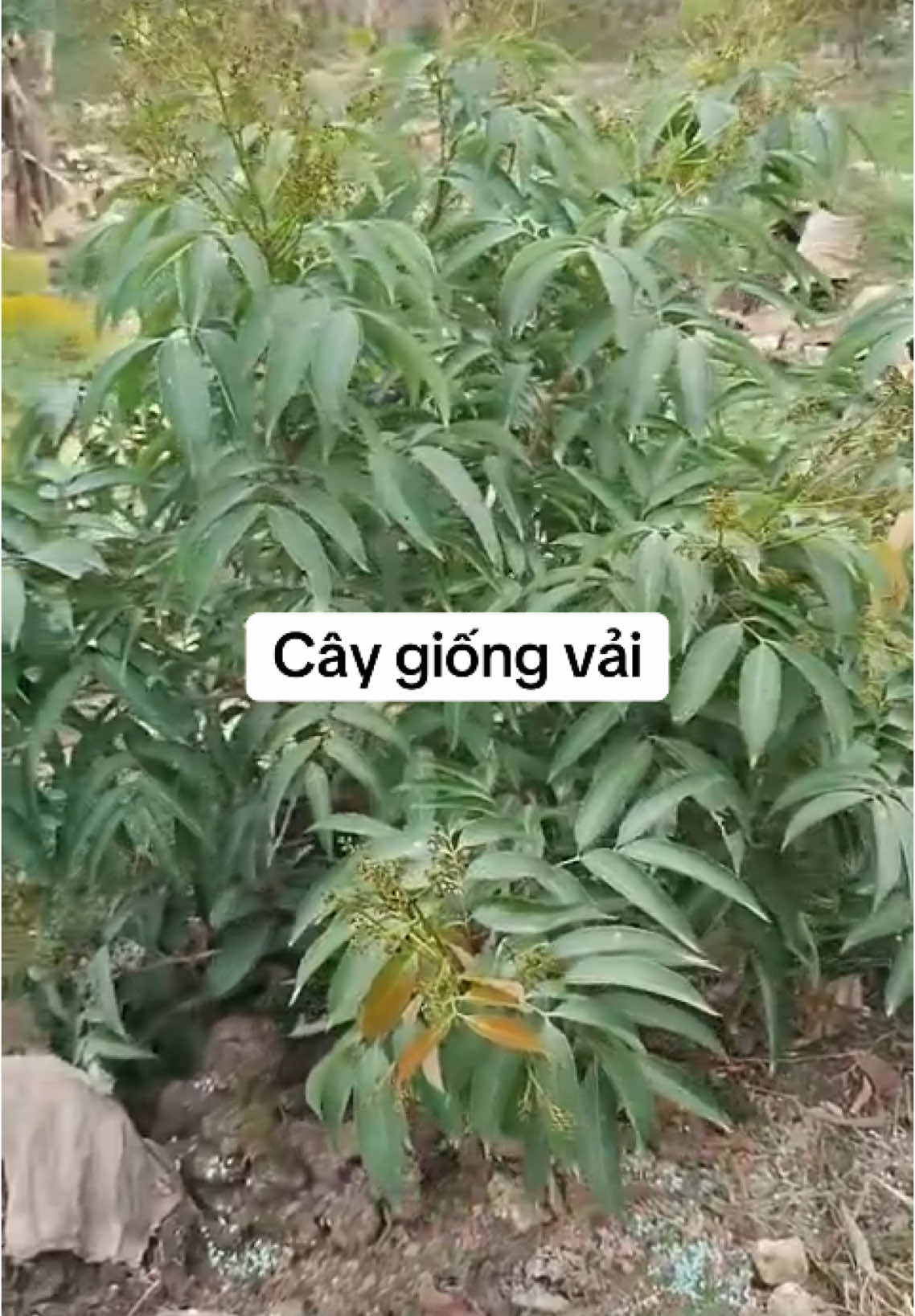 Cây giống vải hạt lép , không hạt #cayvai #caygiong #vảithiều 