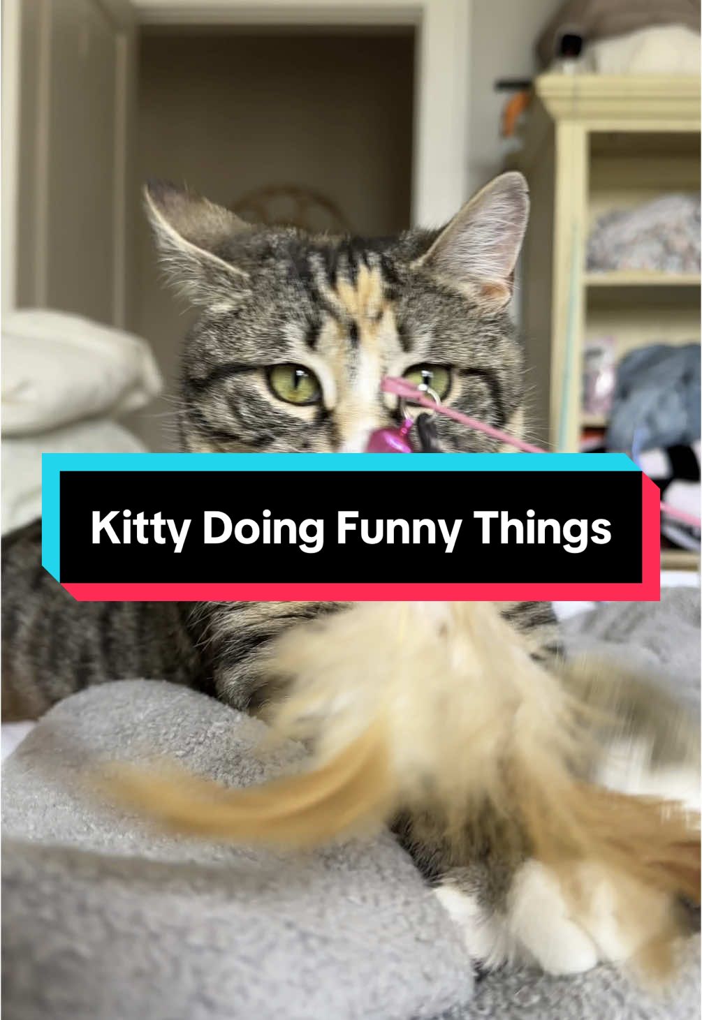 Scooter meets world 🌍  #kittens #kittensoftiktok #kittentok #kittys #catsoftiktok #catsvideo #catsdoingthings #funnykitten #funnycats 