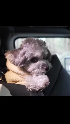RAINY CAMP IN A COZY, HOME-LIKE INFLATABLE TENT | SOUNDS OF NATURE#camping #Camp #forest #survival #snow #rain #satisfying 